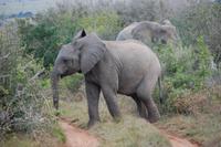 Junge Elefanten im Kariega