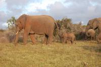 Elefantenkuh mit Baby (2 Wochen) Kariega Game Resort