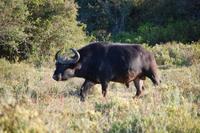 Büffel (Bulle) im Kariega