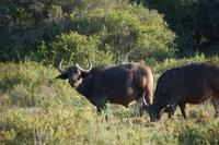 Büffel im Kariega