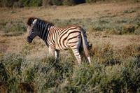junges Zebra