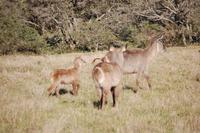Wasserböcke im Kariega