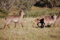 Wasserböcke im Kariega