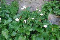 wilde Kallas im Tsitsikamma-Nationalpark