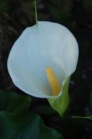 wilde Kalla-Blume im Tsitsikamma-Nationalpark