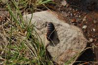 Riesenschabe auf der Robberg-Halbinsel