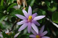wilde Blume auf der Robberg-Halbinsel