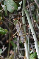 Heuschrecke 5 cm lang