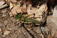 Heuschrecken bei der Paarung