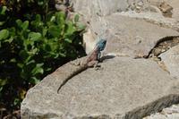 Eidechse (männl.) mit blauen Kopf auf Brautschau