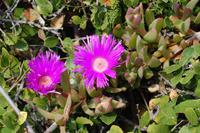 blühende Sukkulenten auf der Robberg-Halbinsel
