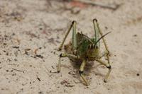 Heuschrecke bei der Eiablage im Sand