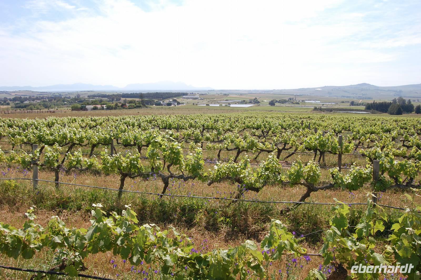 Weinregion um Stellenbosch