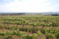 Weinregion um Stellenbosch