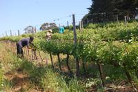 Frühjahrsschnitt im Weinberg