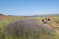 Farbenpracht Devon Valley Vineyard