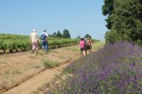 Farbenpracht Devon Valley Vineyard