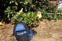 Riesen-Trompetenbaum