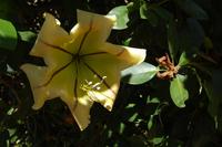 Riesen-Trompeten-Blüte