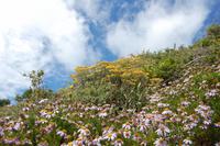 Blumenwiese am Kap der guten Hoffnung