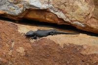 Eidechse am Kap der guten Hoffnung 