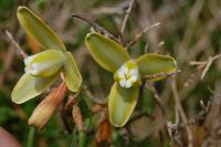 exotische Blumen am Kap der guten Hoffnung