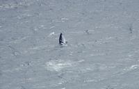 Orka vorm Kap der guten Hoffnung