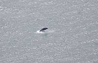 Orka vorm Kap der guten Hoffnung