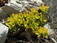 Sukkulenten am Kap der guten Hoffnung