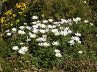 Blumenwiese am Kap der guten Hoffnung