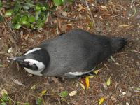 Boulders Beach: afrikanischer Pinguin
