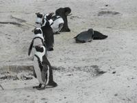 Boulders Beach: afrikanische Pinguine