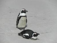 Boulders Beach: afrikanische Pinguine