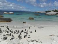 Boulders Beach: afrikanische Pinguine