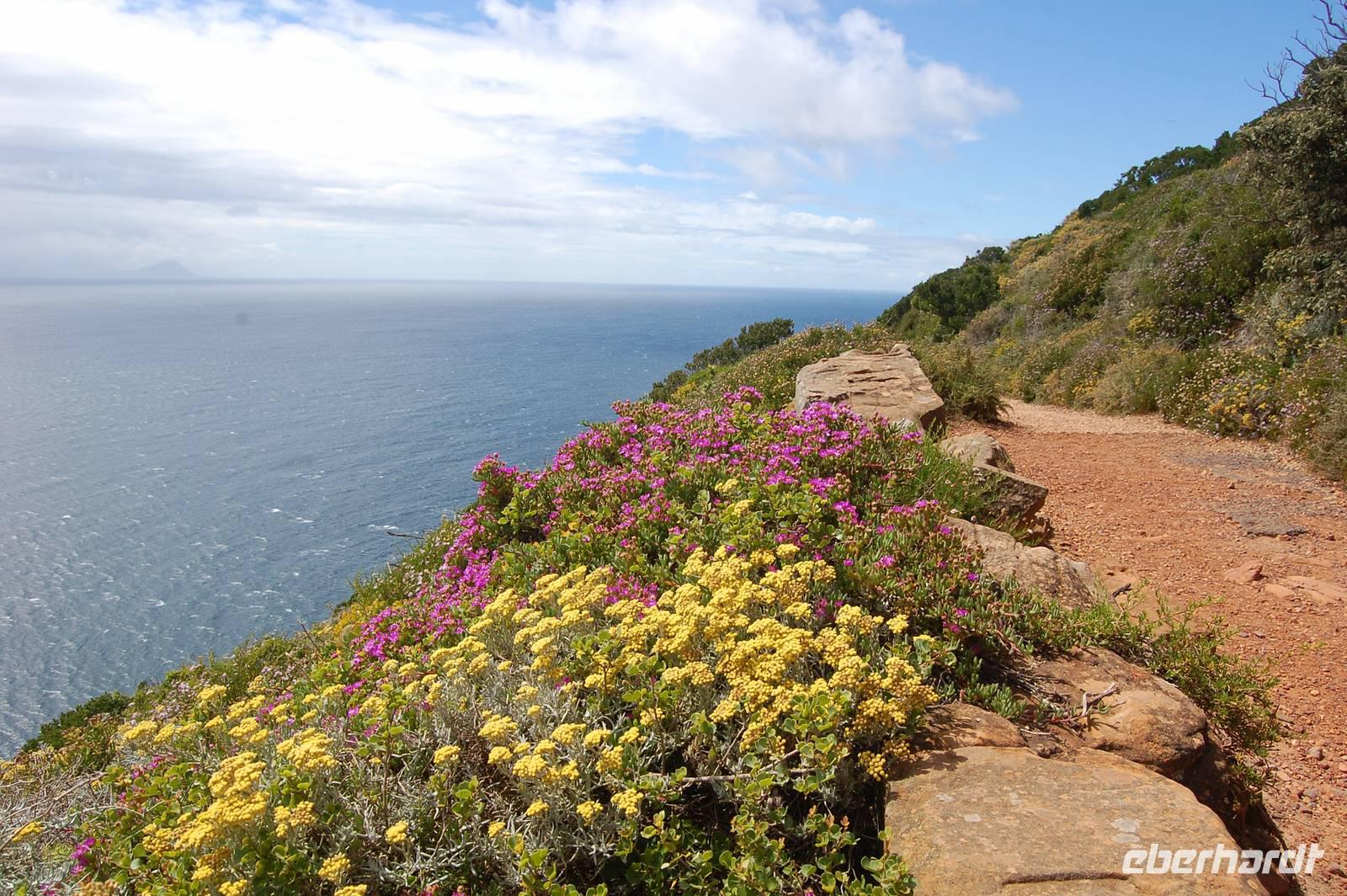 Farbenspiel der Natur am Kap der guten Hoffnung