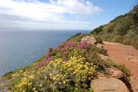 Farbenspiel der Natur am Kap der guten Hoffnung
