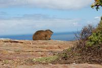 Klippschliefer in der Mittagssonne