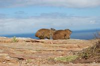 Klippschliefer in der Mittagssonne