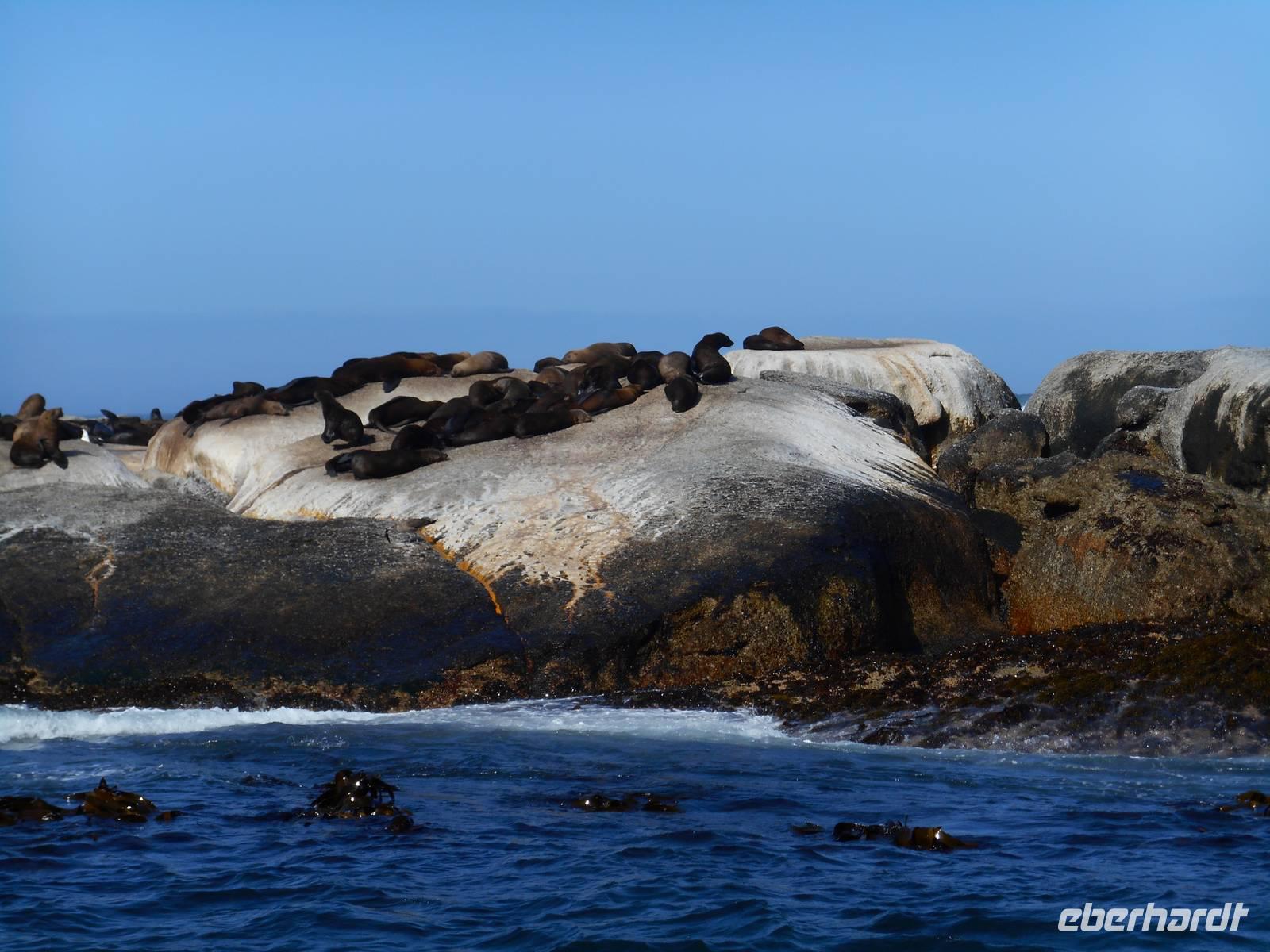 Hout Bay (Schifffahrt zu einer Robben-Kolonie)