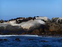 Hout Bay (Schifffahrt zu einer Robben-Kolonie)