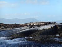 Hout Bay (Schifffahrt zu einer Robben-Kolonie)