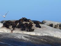 Hout Bay (Schifffahrt zu einer Robben-Kolonie)