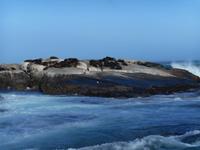 Hout Bay (Schifffahrt zu einer Robben-Kolonie)
