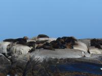 Hout Bay (Schifffahrt zu einer Robben-Kolonie)