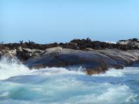 Hout Bay (Schifffahrt zu einer Robben-Kolonie)