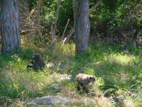 Paviane auf der Kap-Halbinsel