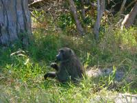 Paviane auf der Kap-Halbinsel