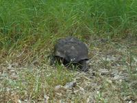Panzerschildkröte auf der Kap-Halbinsel