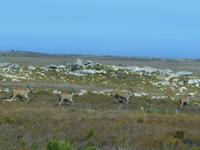 Antilopen auf der Kap-Halbinsel