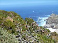 Cape Point (Wanderung zum alten Leuchtturm)